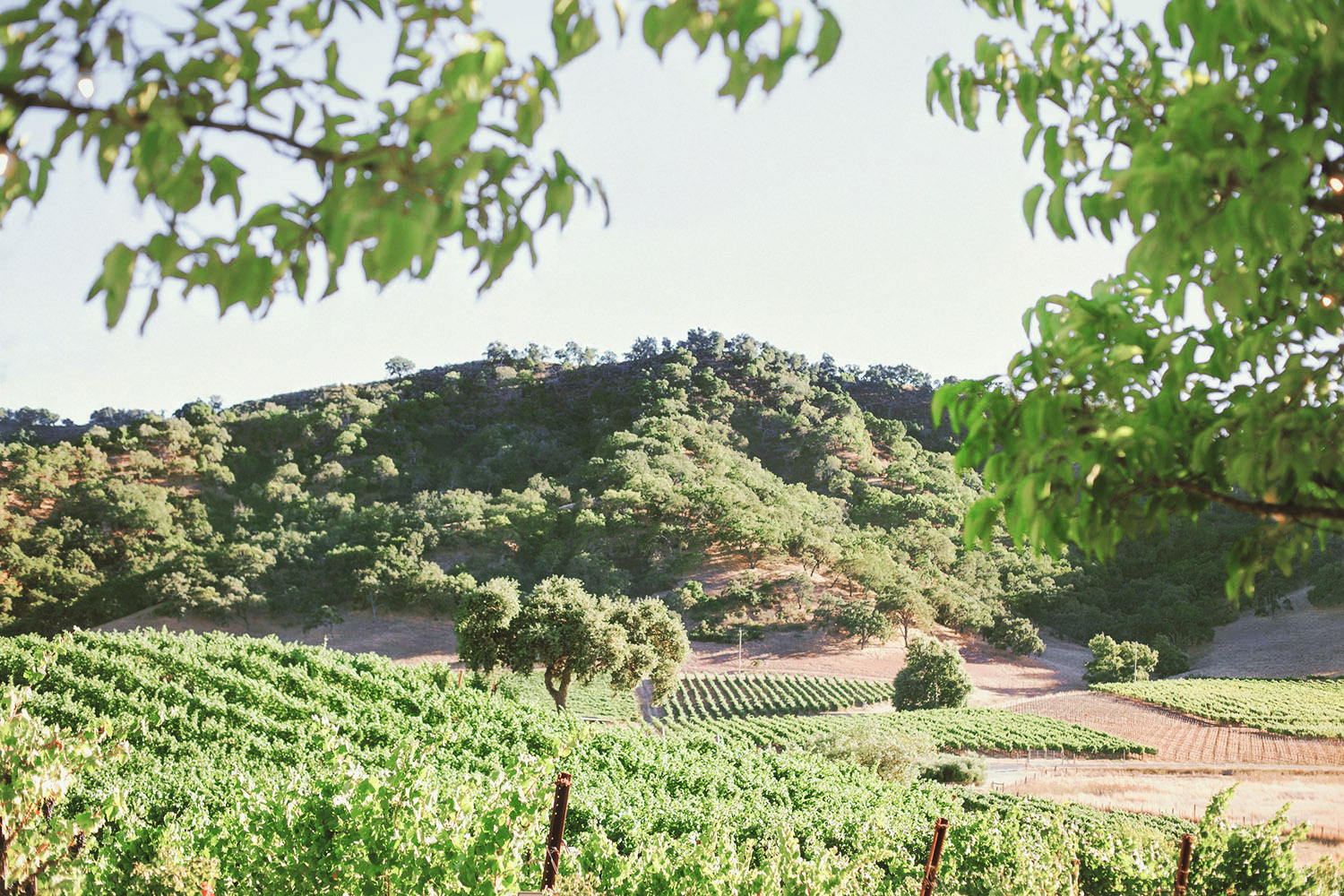 rolling hills of the vineyard