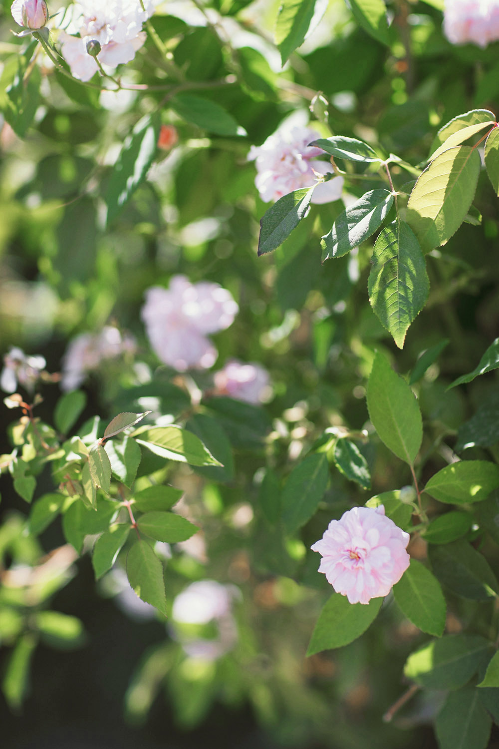 blooms in the garden