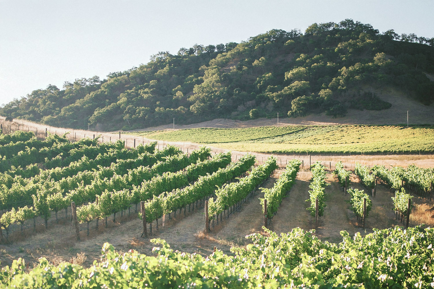 winery wedding vineyards
